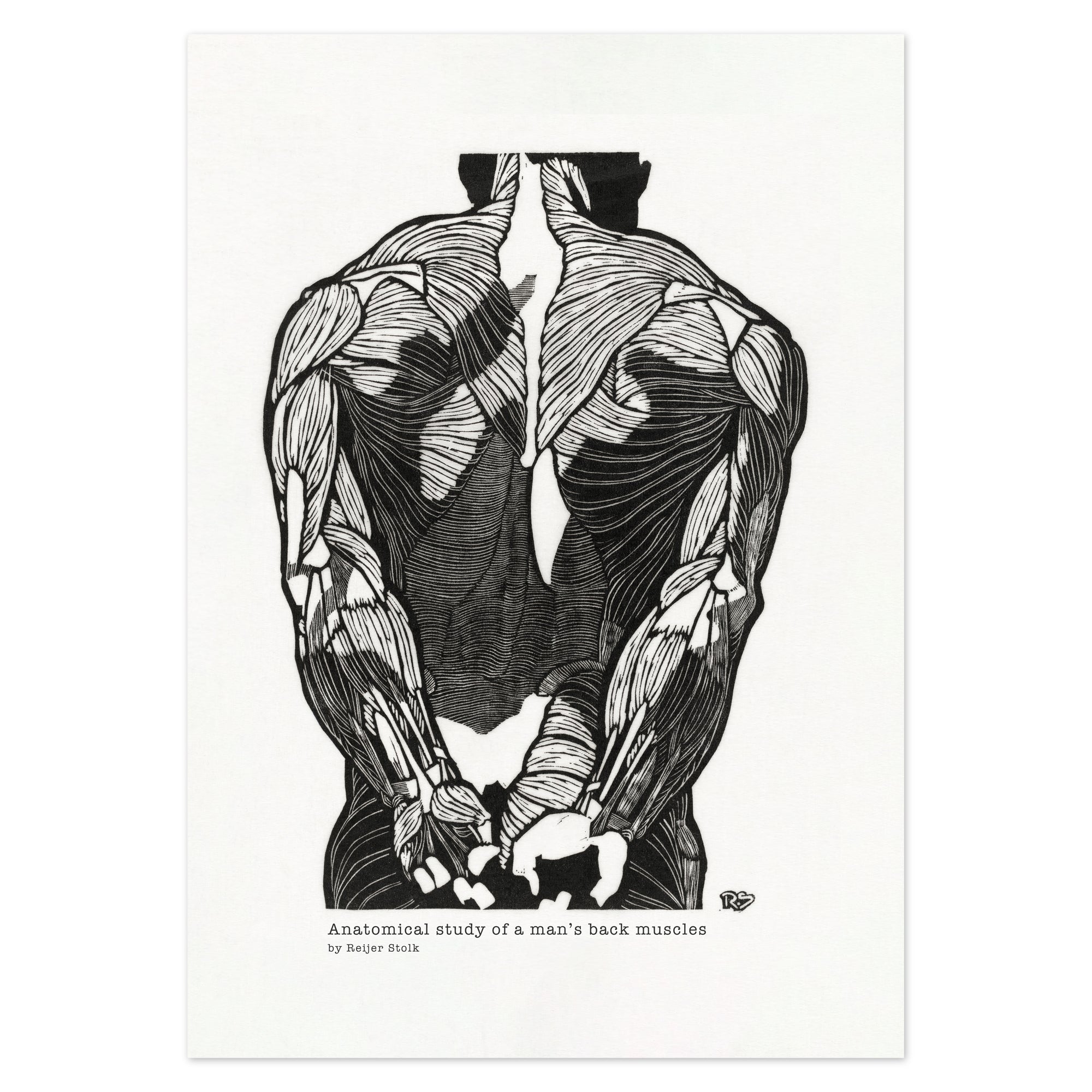 Proko- Shoulder Muscles! | Anatomy for artists, Human anatomy art, Anatomy  drawing