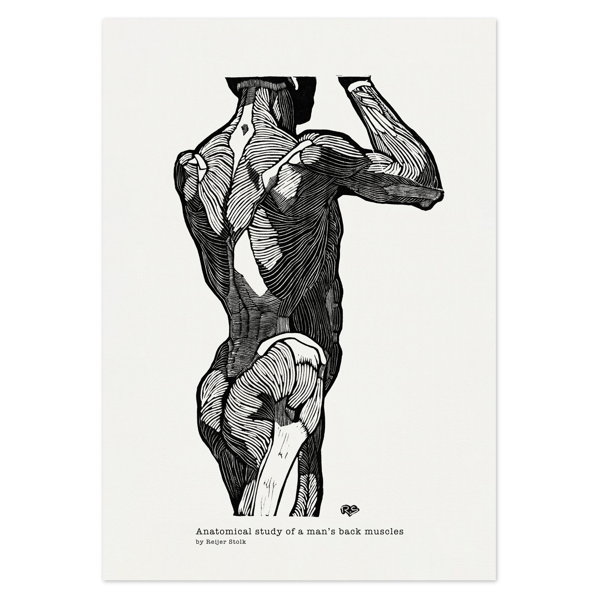 Reijer Stolk Poster - Anatomical study of a man's back muscles No 2