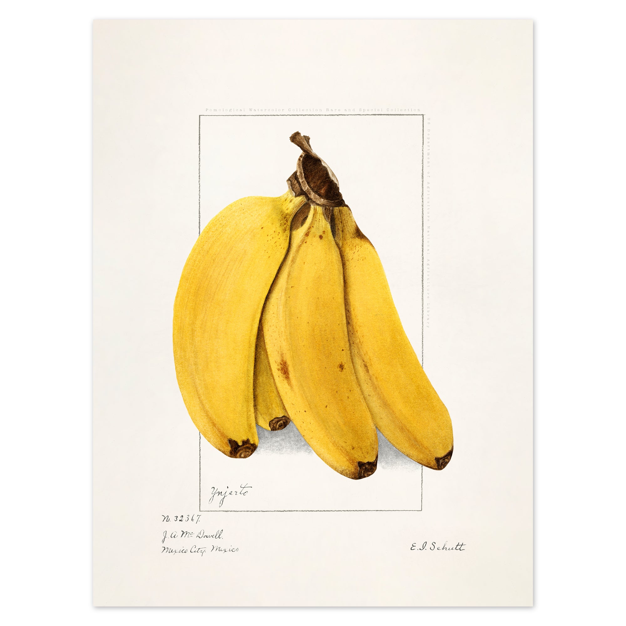 Hand of Bananas Poster