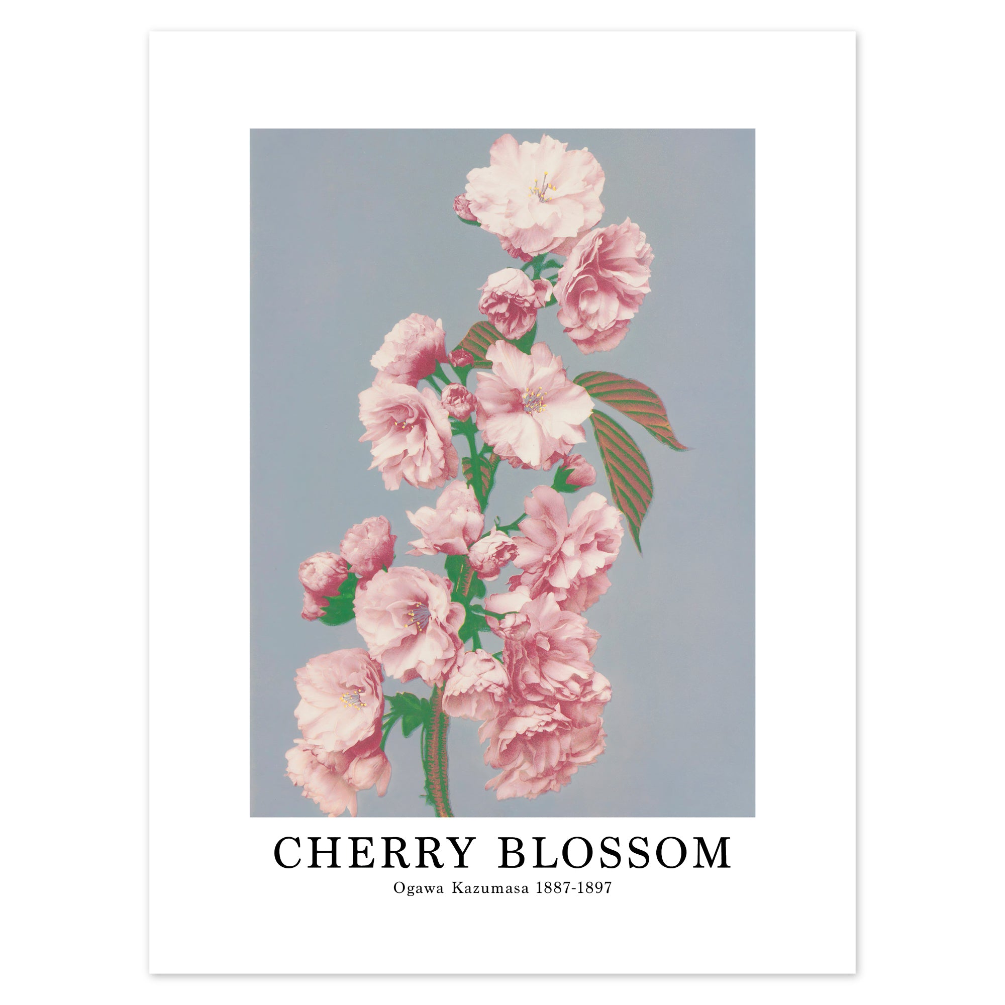 Ogawa Kazumasa Poster - Cherry Blossom