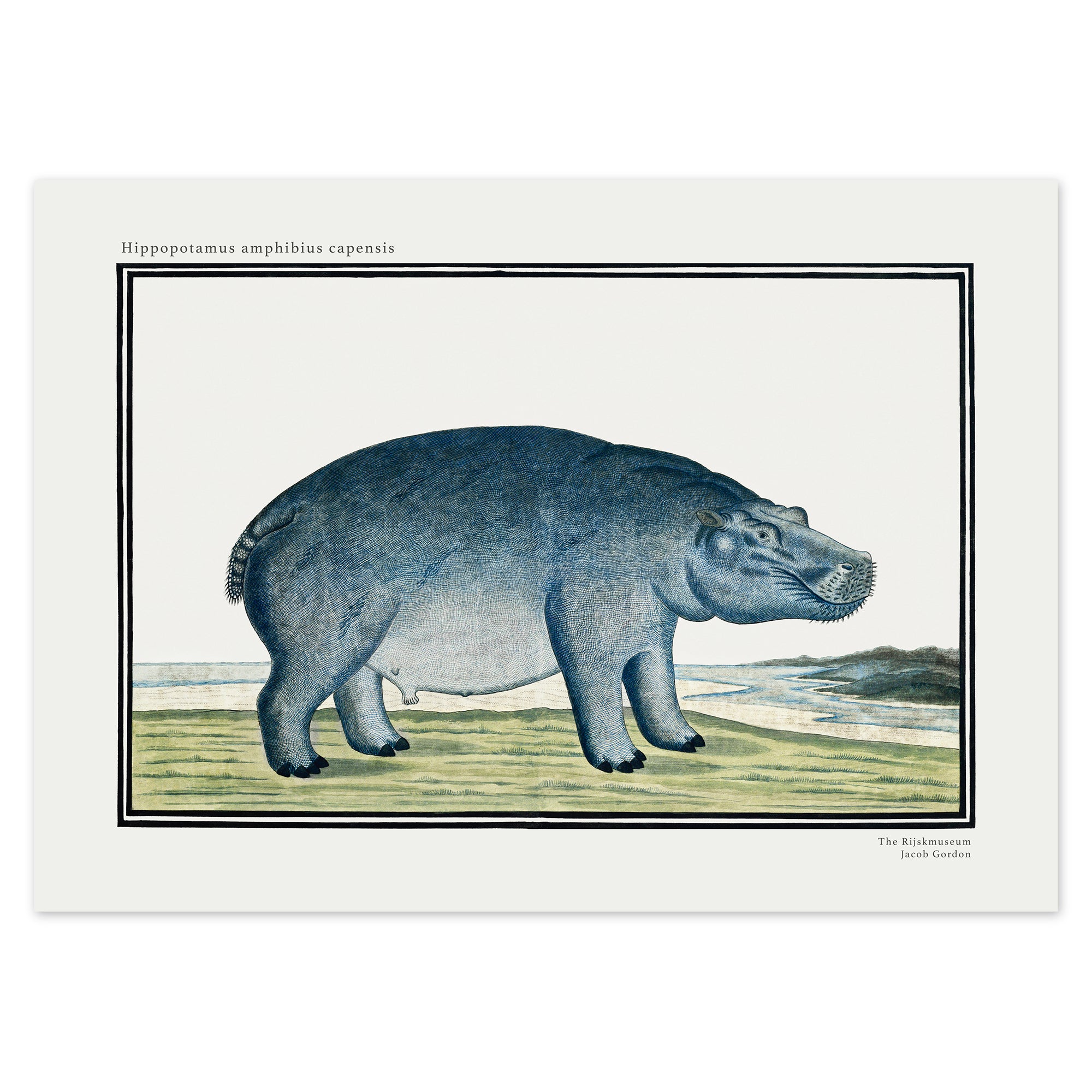 Jacob Gordon Poster - Hippopotamus amphibius capensis