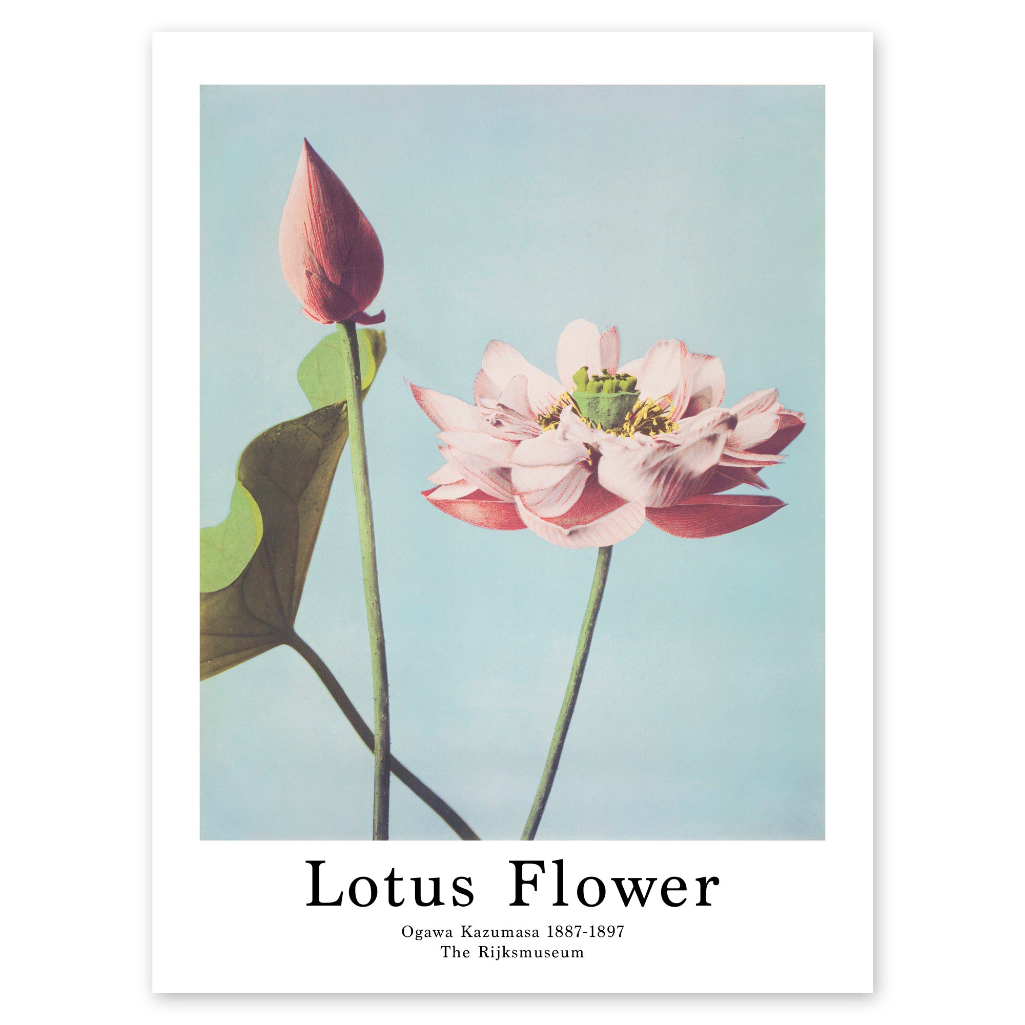 Ogawa Kazumasa Poster - Lotus Flower