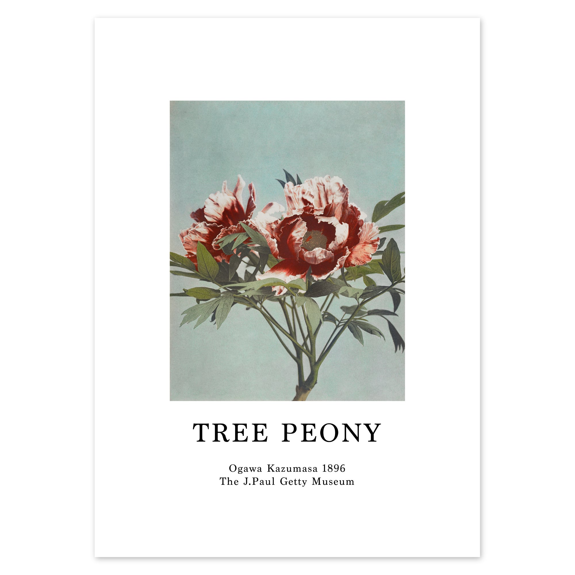 Ogawa Kazumasa Poster - Tree Peony