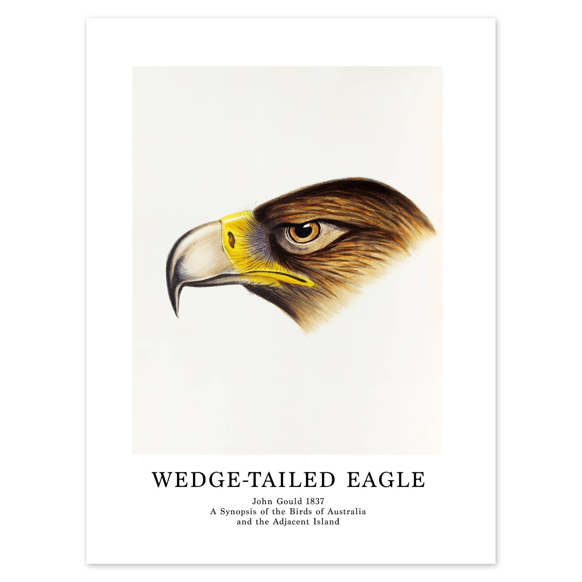 John Gould Poster - Wedge-Tailed Eagle