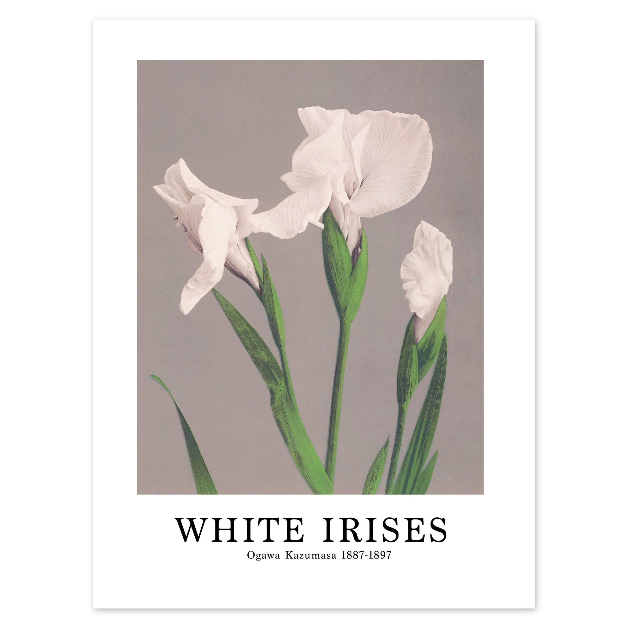 Ogawa Kazumasa Poster - White Irises
