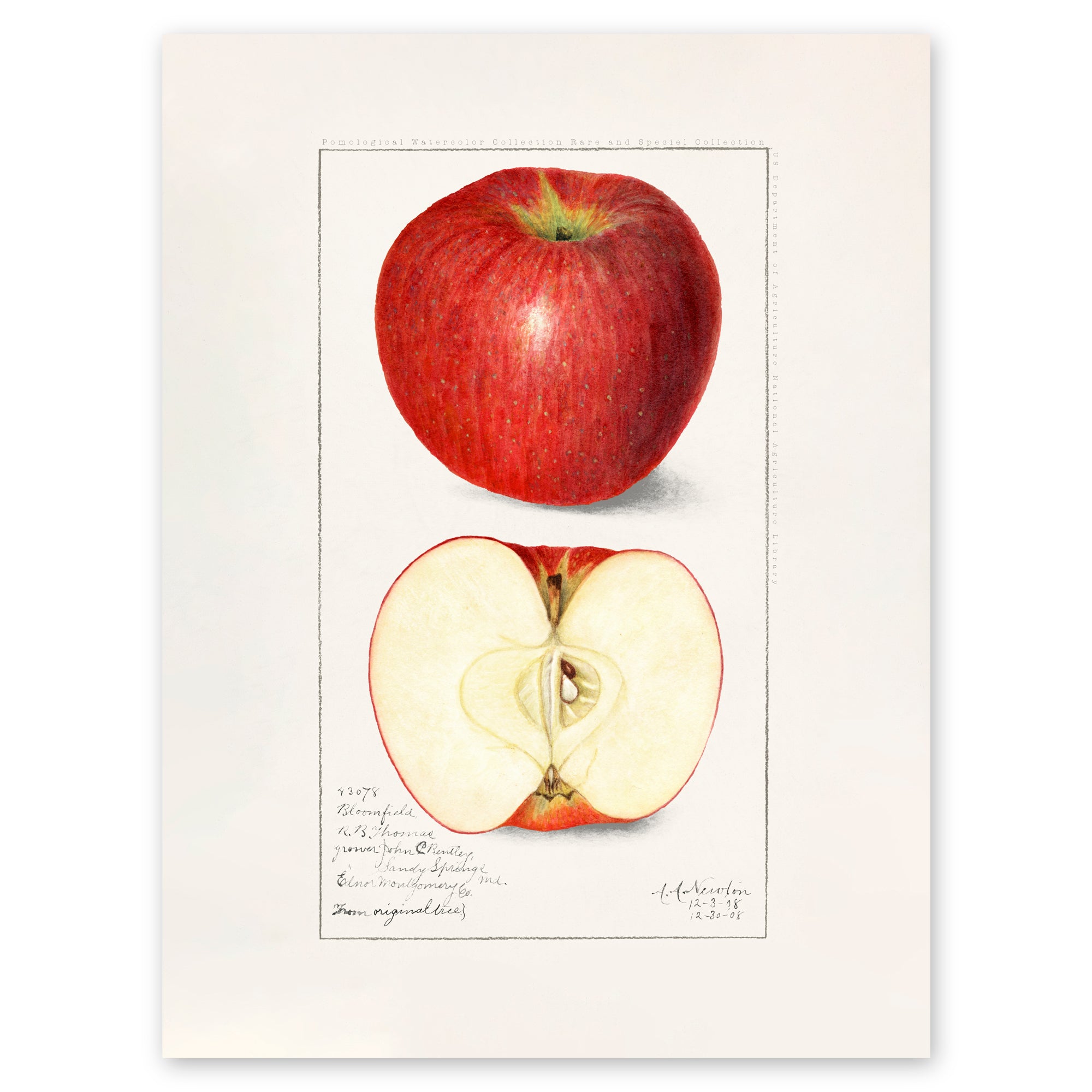 Poster. Vintage illustration of two apples