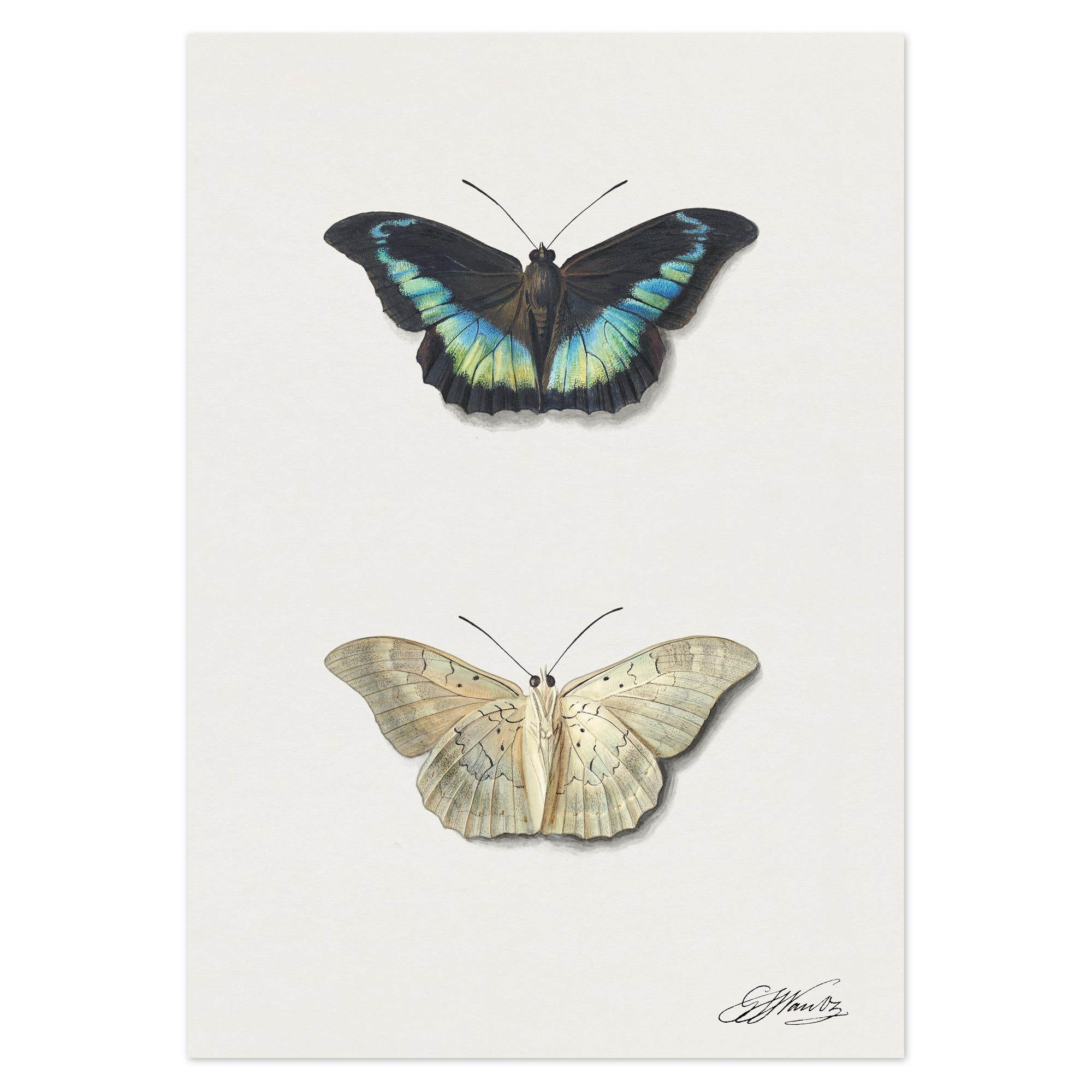 Georgius Jacobus Johannes Van Os Poster - Butterfly