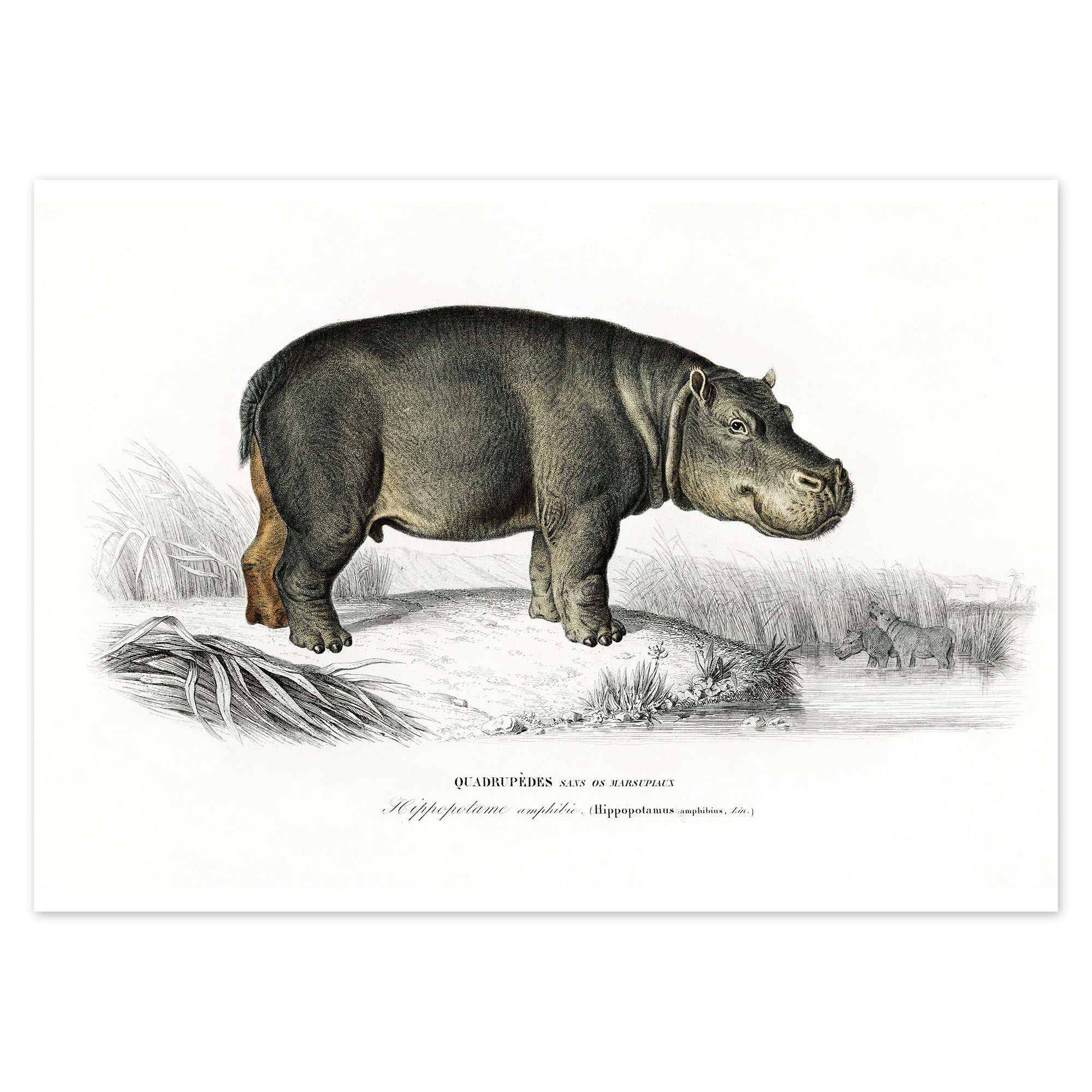 Charles D'Orbigny Poster - Nilpferd Wildtier Afrika
