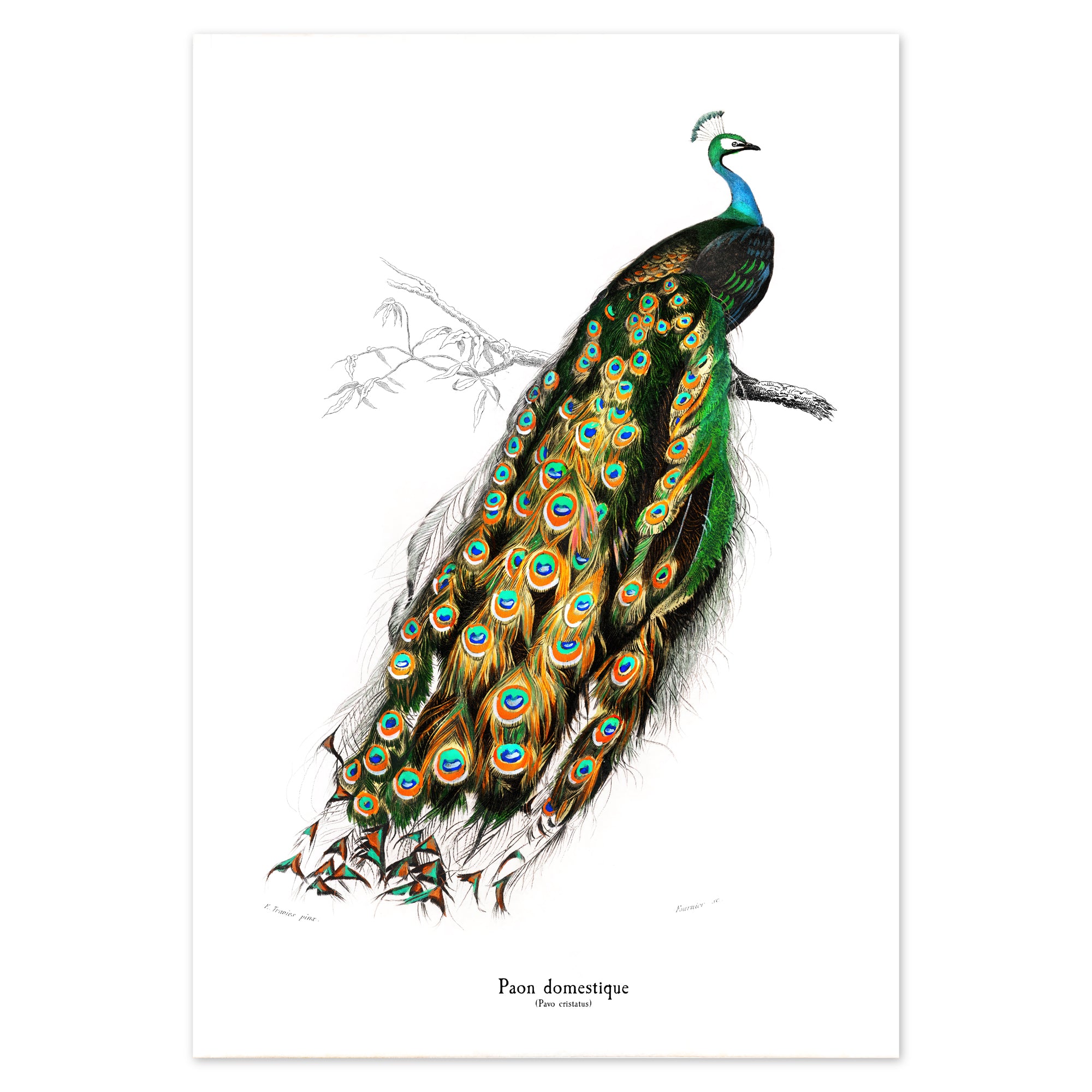 John Audubon Poster - Paon Domestique