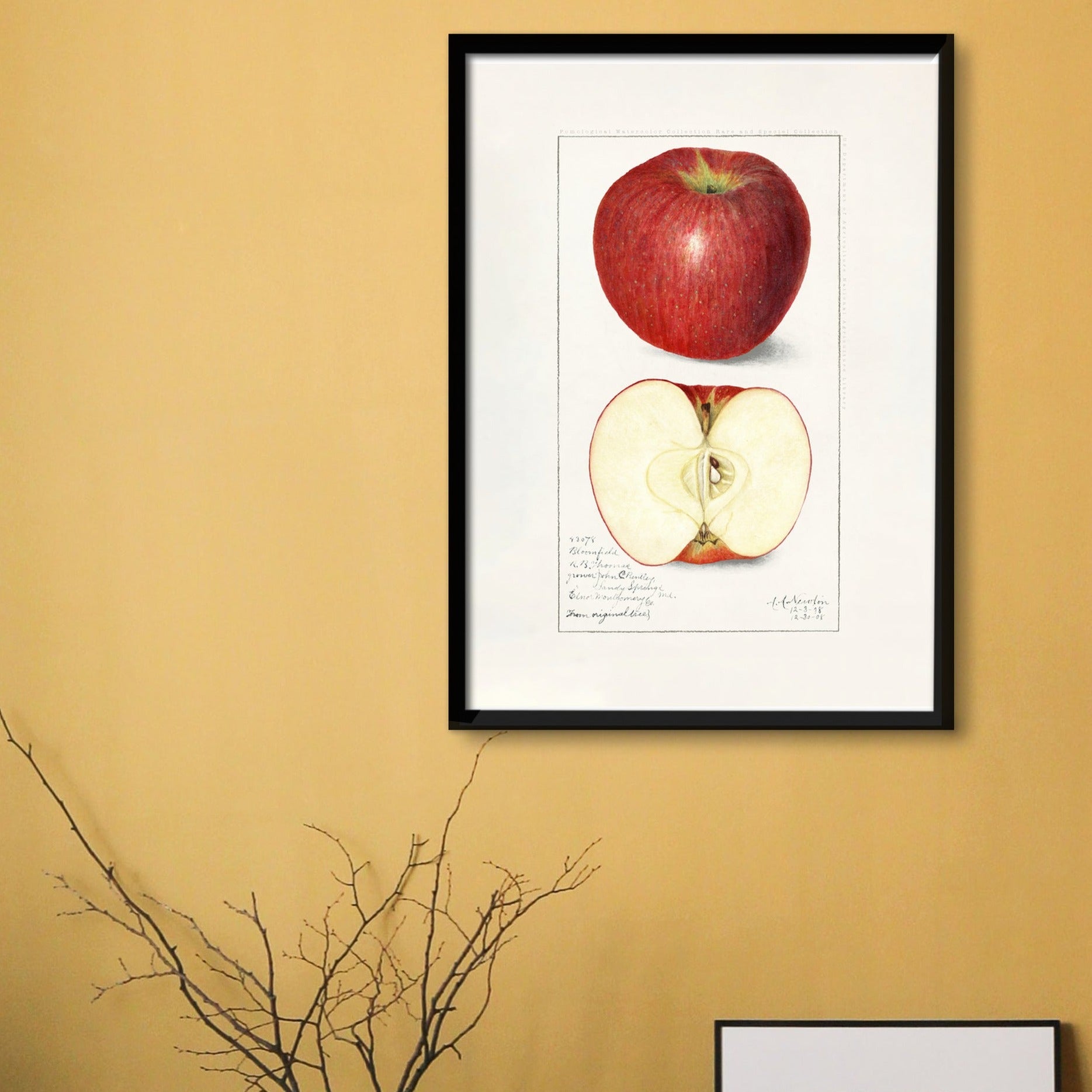 Poster. Vintage illustration of two apples. Preview