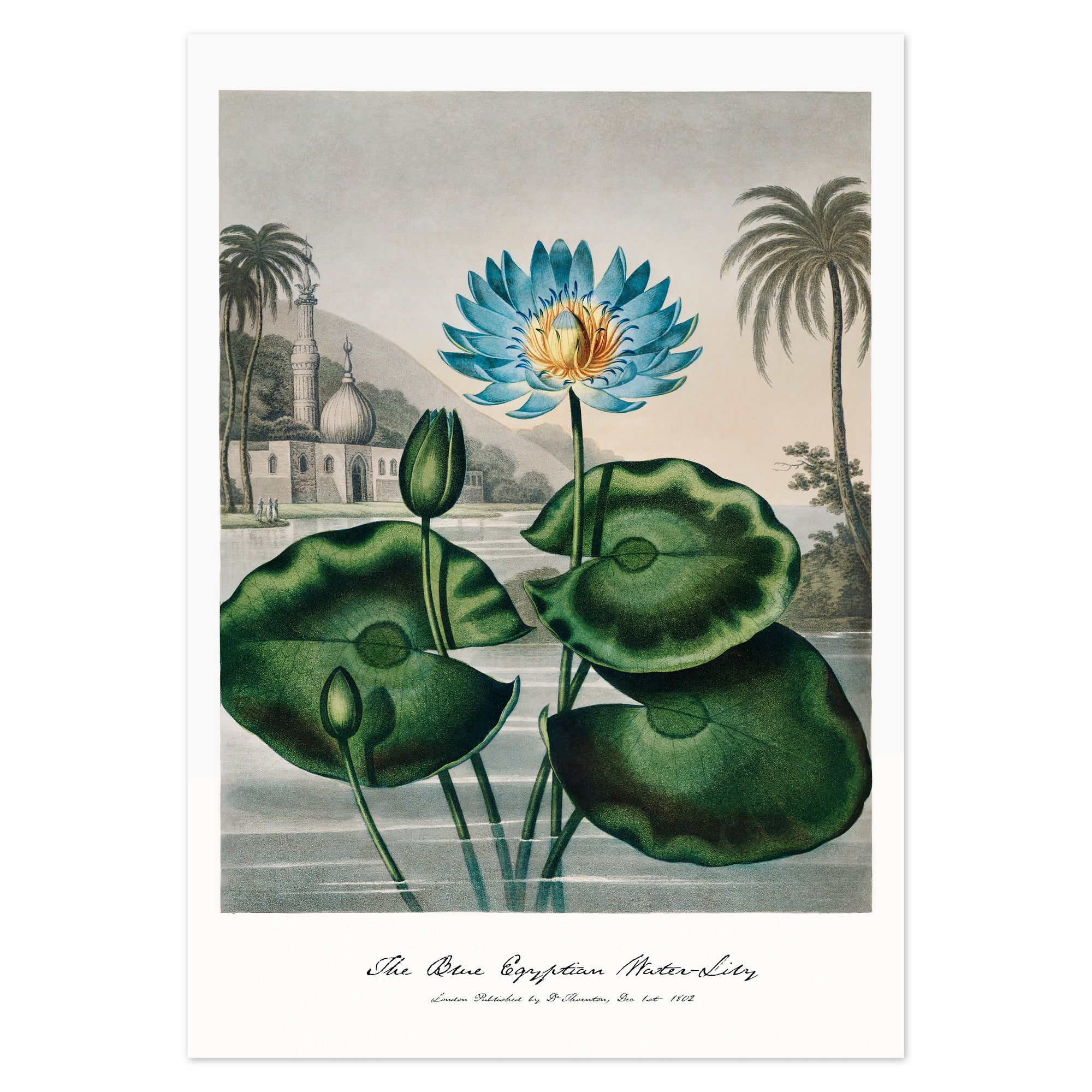 Robert John Thornton Poster - The Blue Egyptian Water-Lily