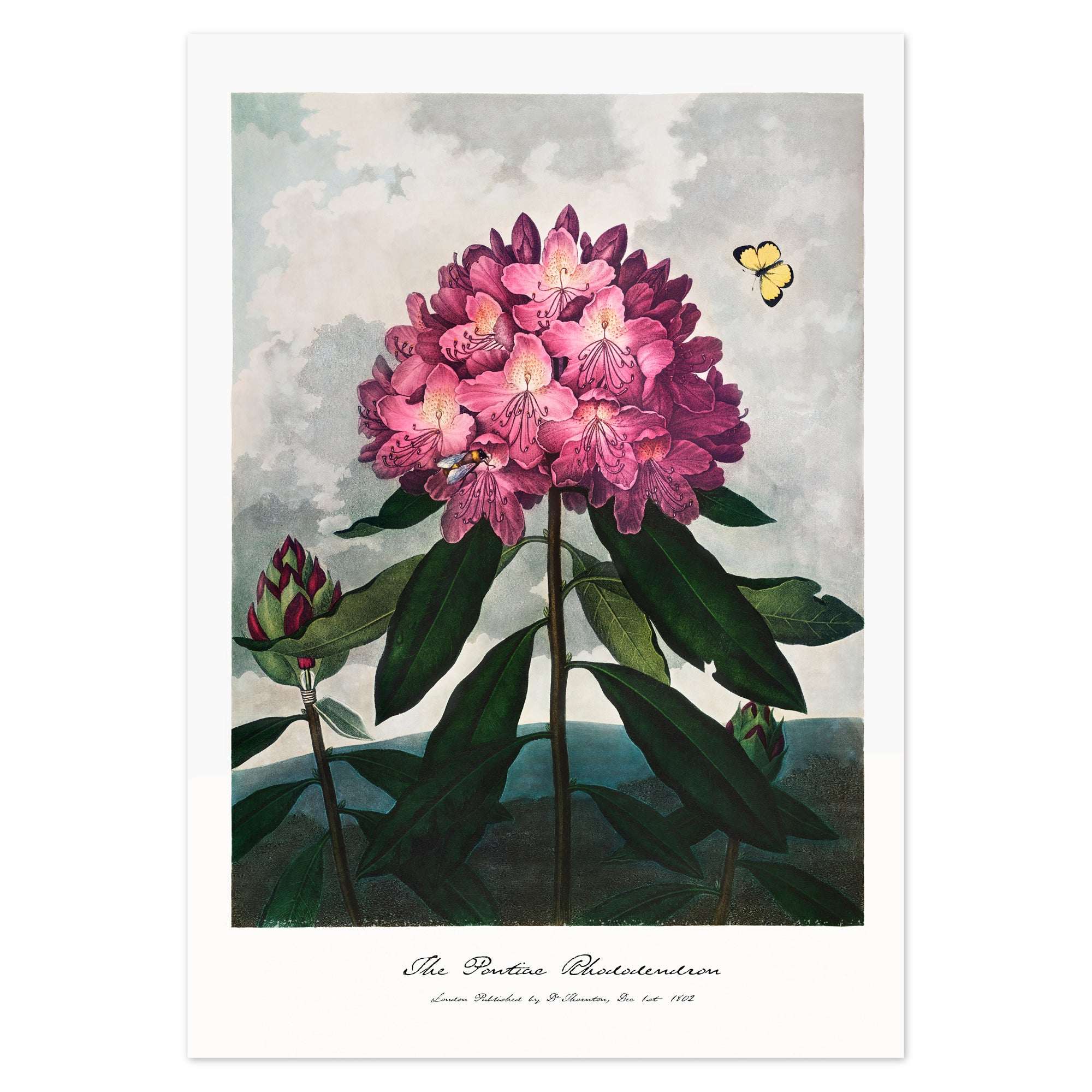 Robert John Thornton Poster - The Pontiac Rhododendron