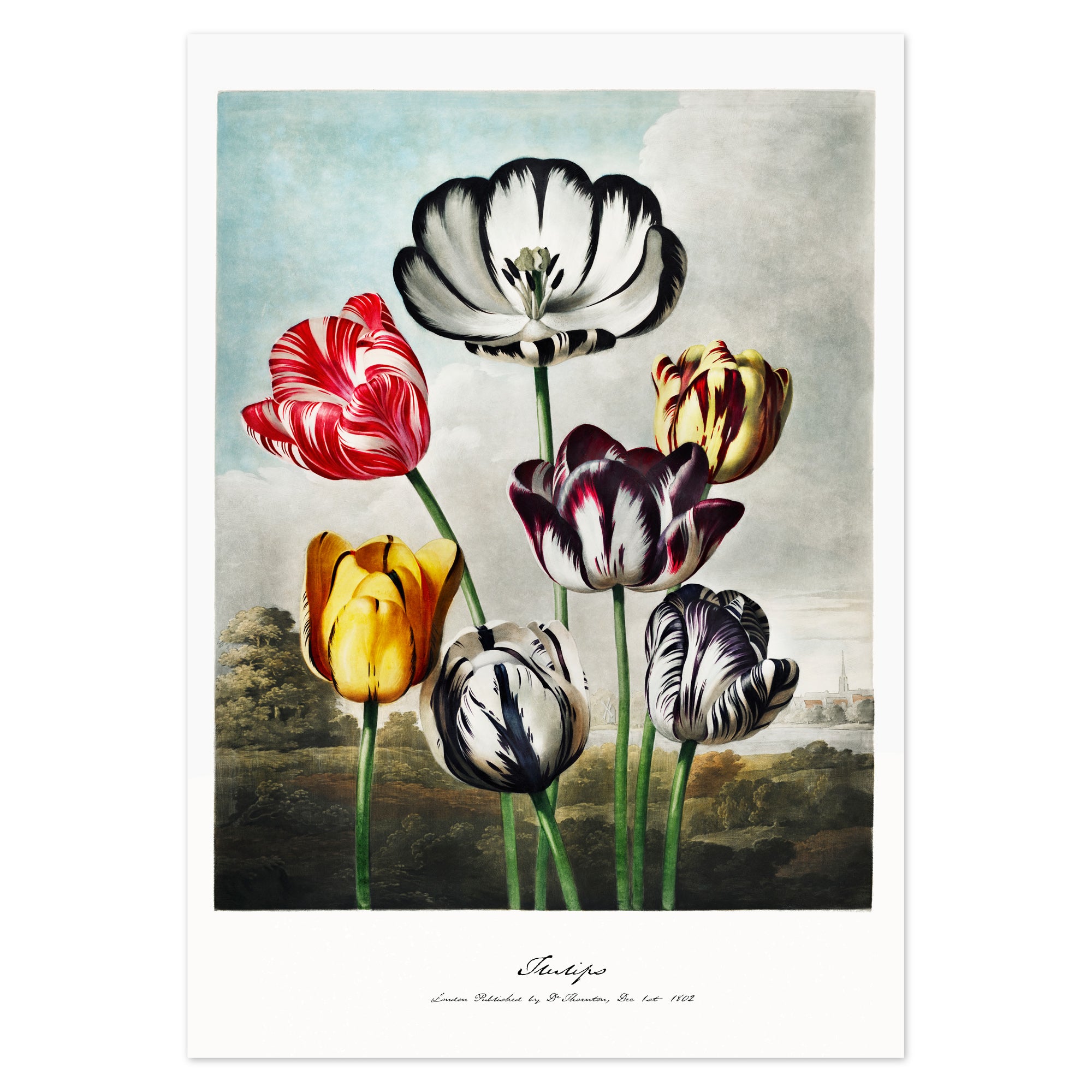 Robert John Thornton Poster - Tulips