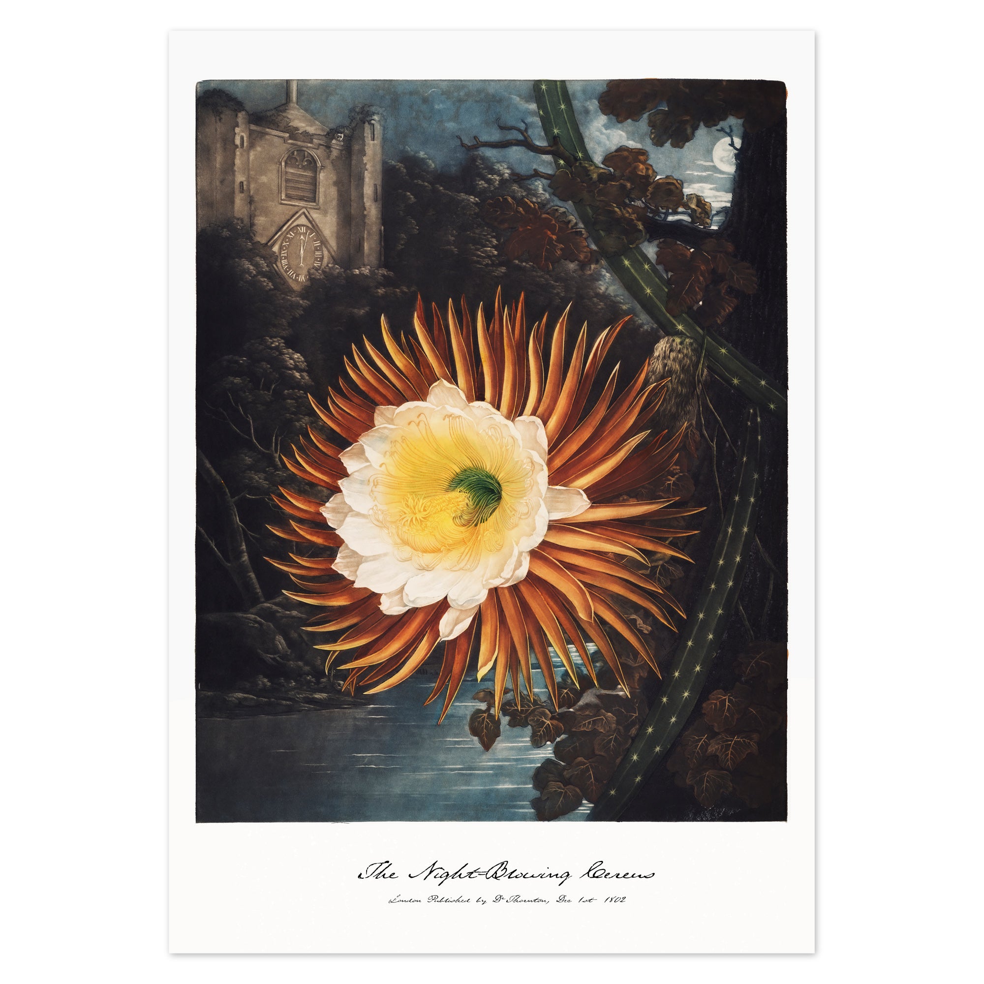 Robert John Thornton Poster - The Night–Blowing Cereus