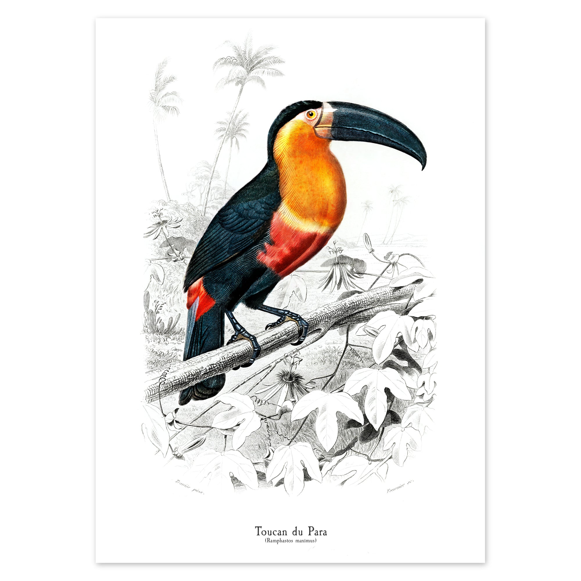 Charles D'Orbigny Poster - Toucan du Para