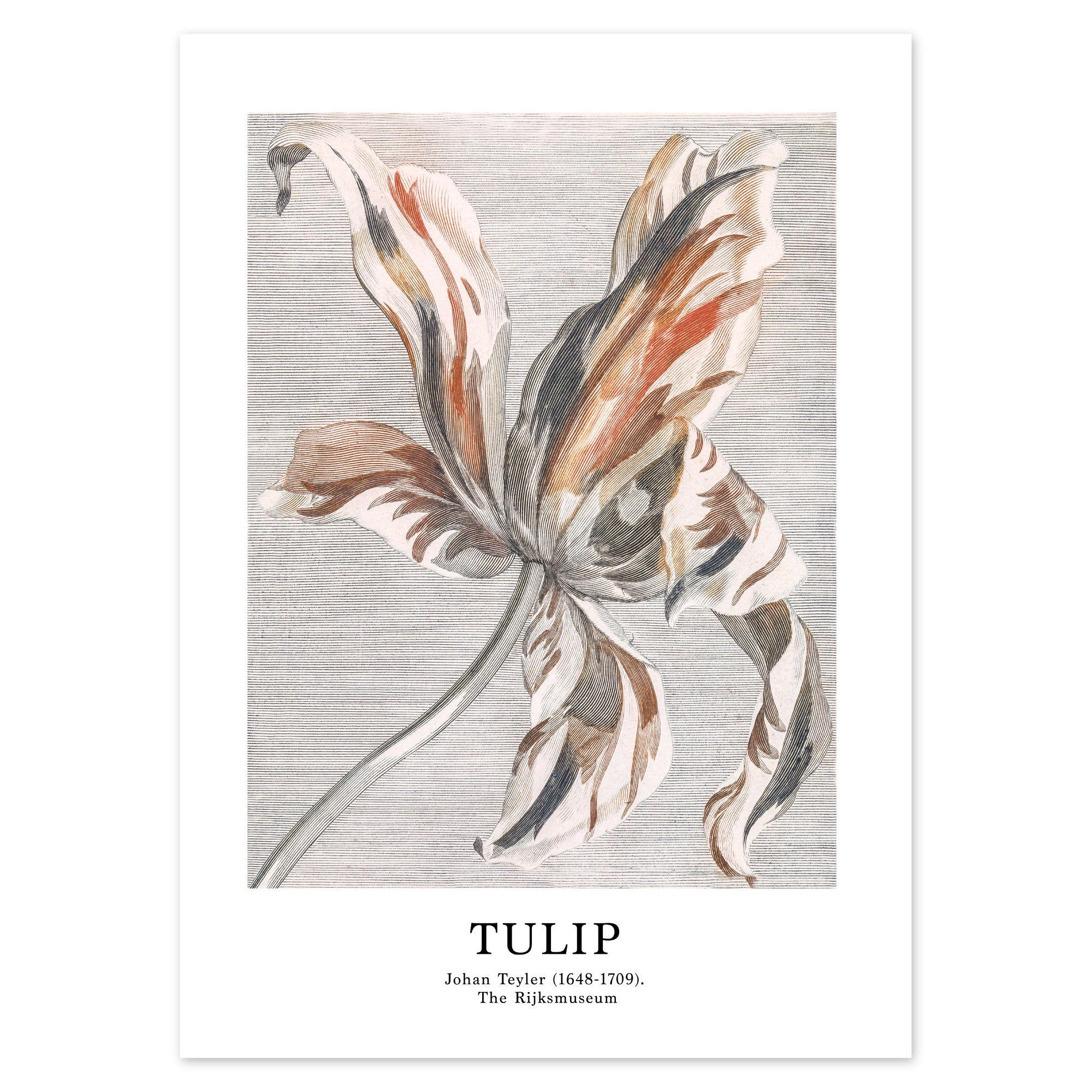 Johan Teyler Poster - Tulip
